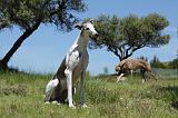GREYHOUND 127